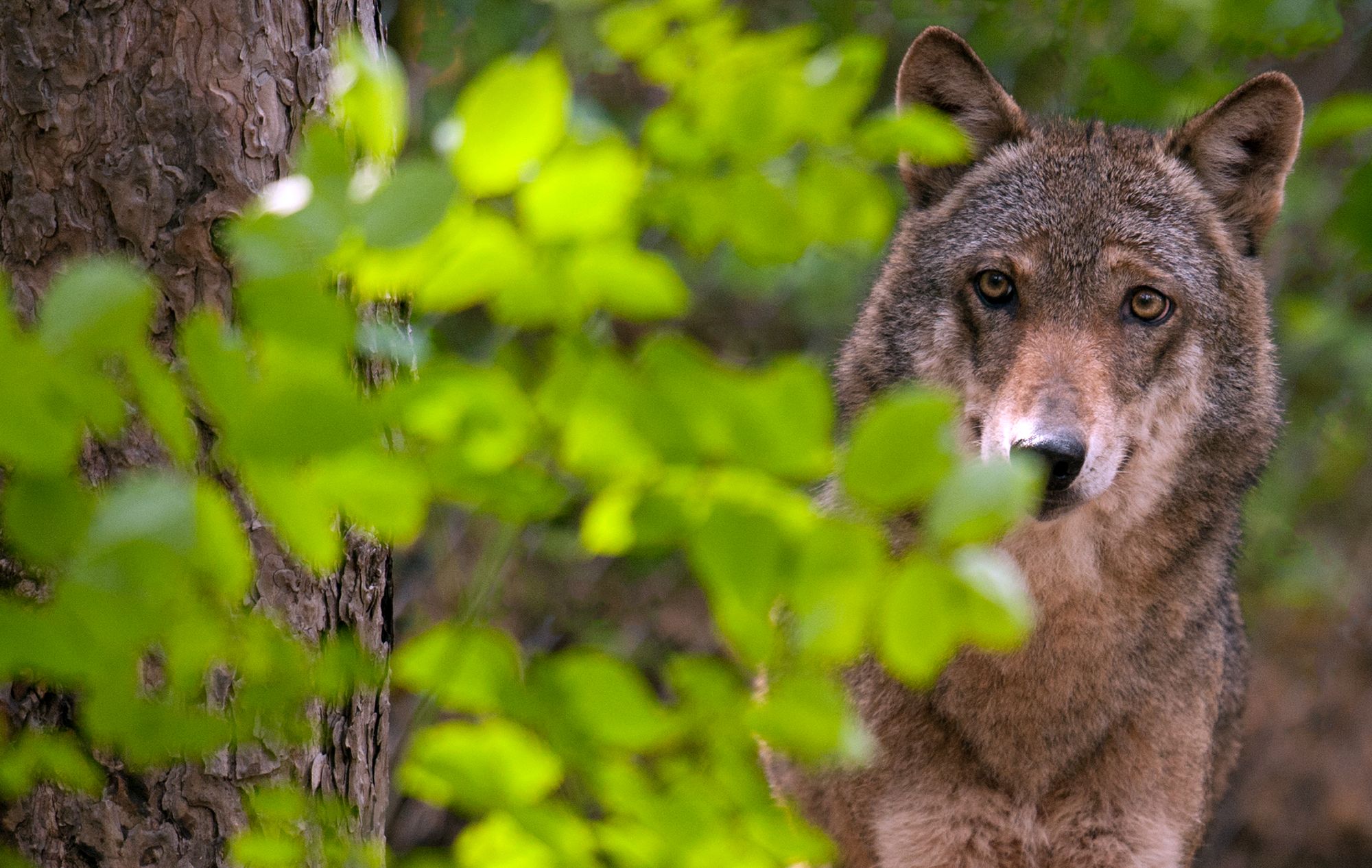 Wolf