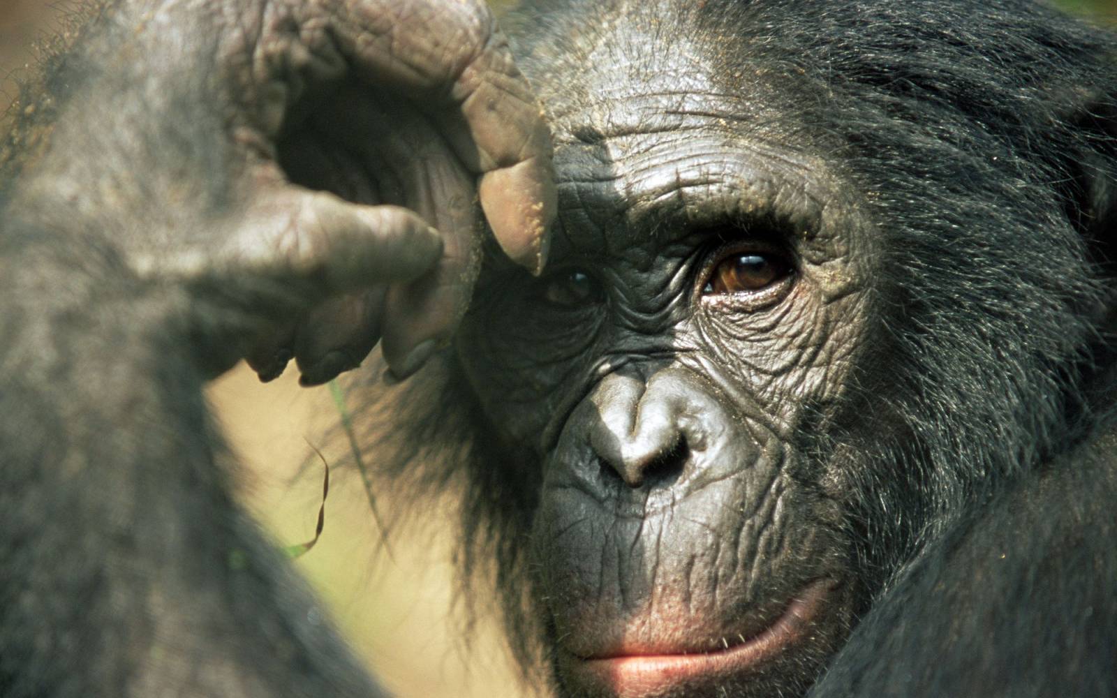 Bonobo in Denkerpose