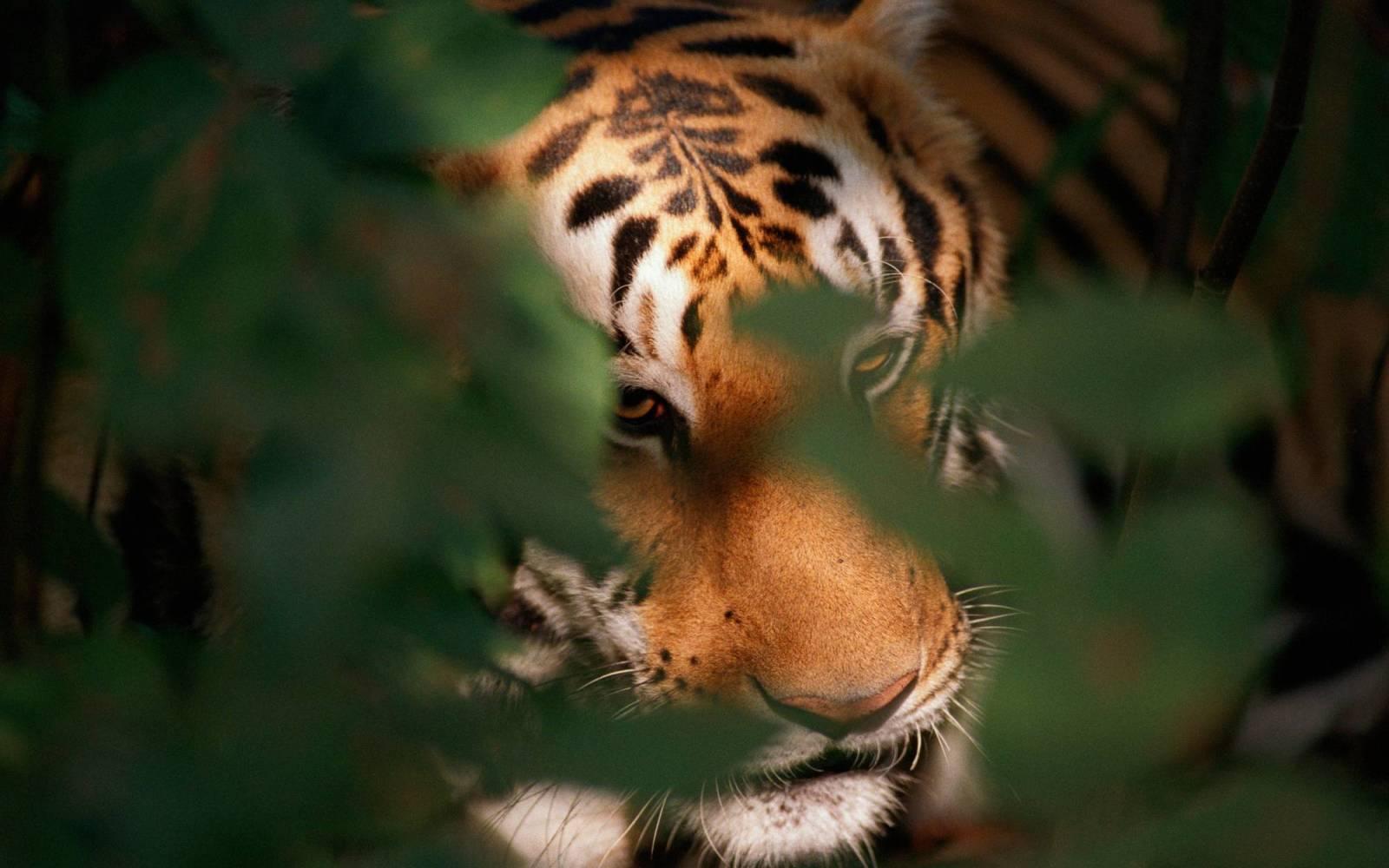 Tiger im Kanha Nationalpark, Indien