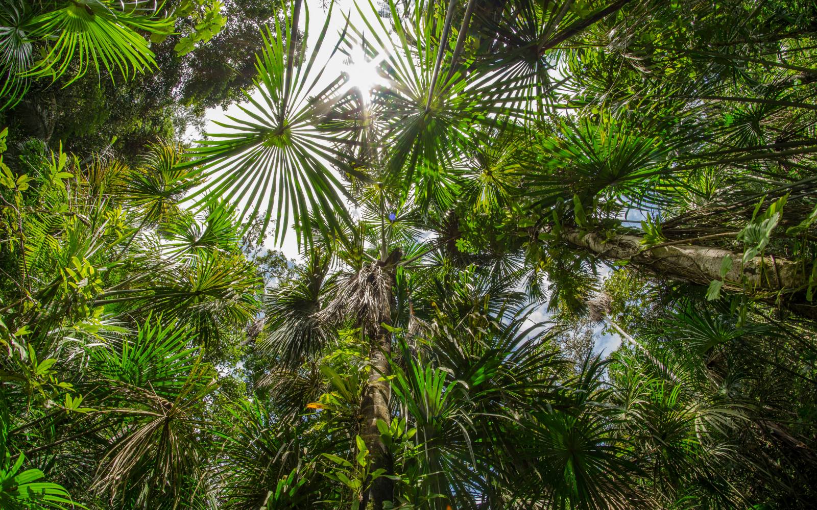 forêt tropicale enregistrement avec vue jusqu'à feuilles