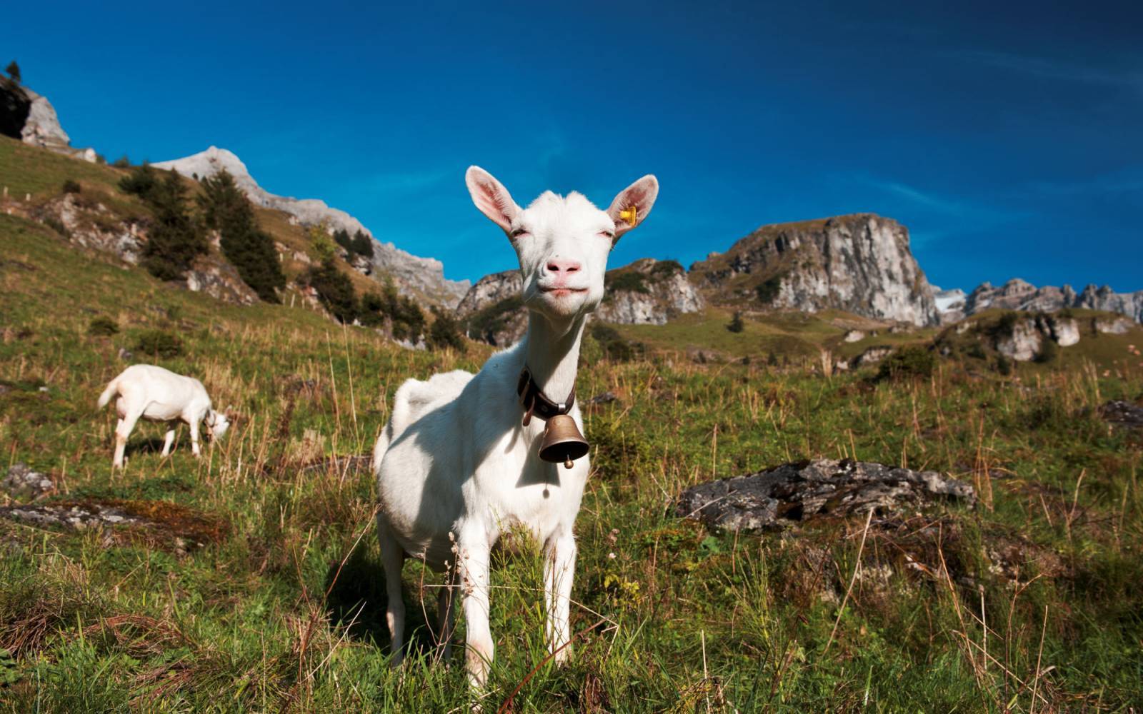 Les chèvres du Griesalp dans l'Oberland bernois, Suisse