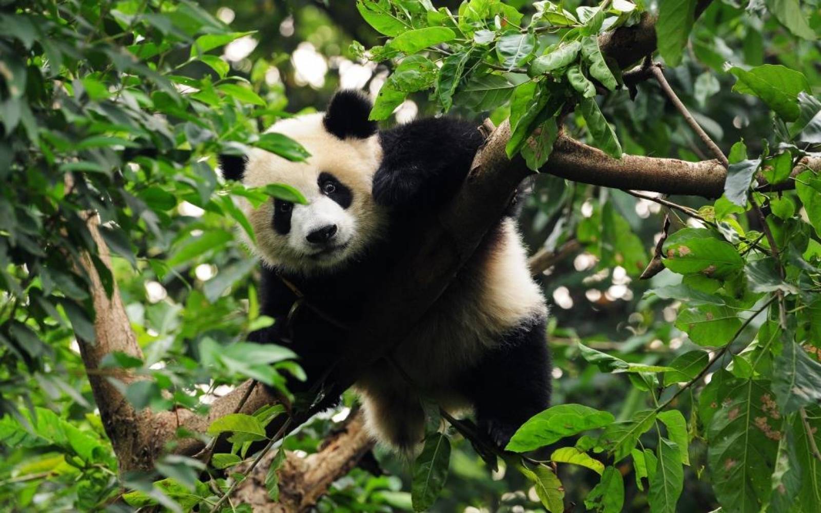 Panda liegt auf Baum