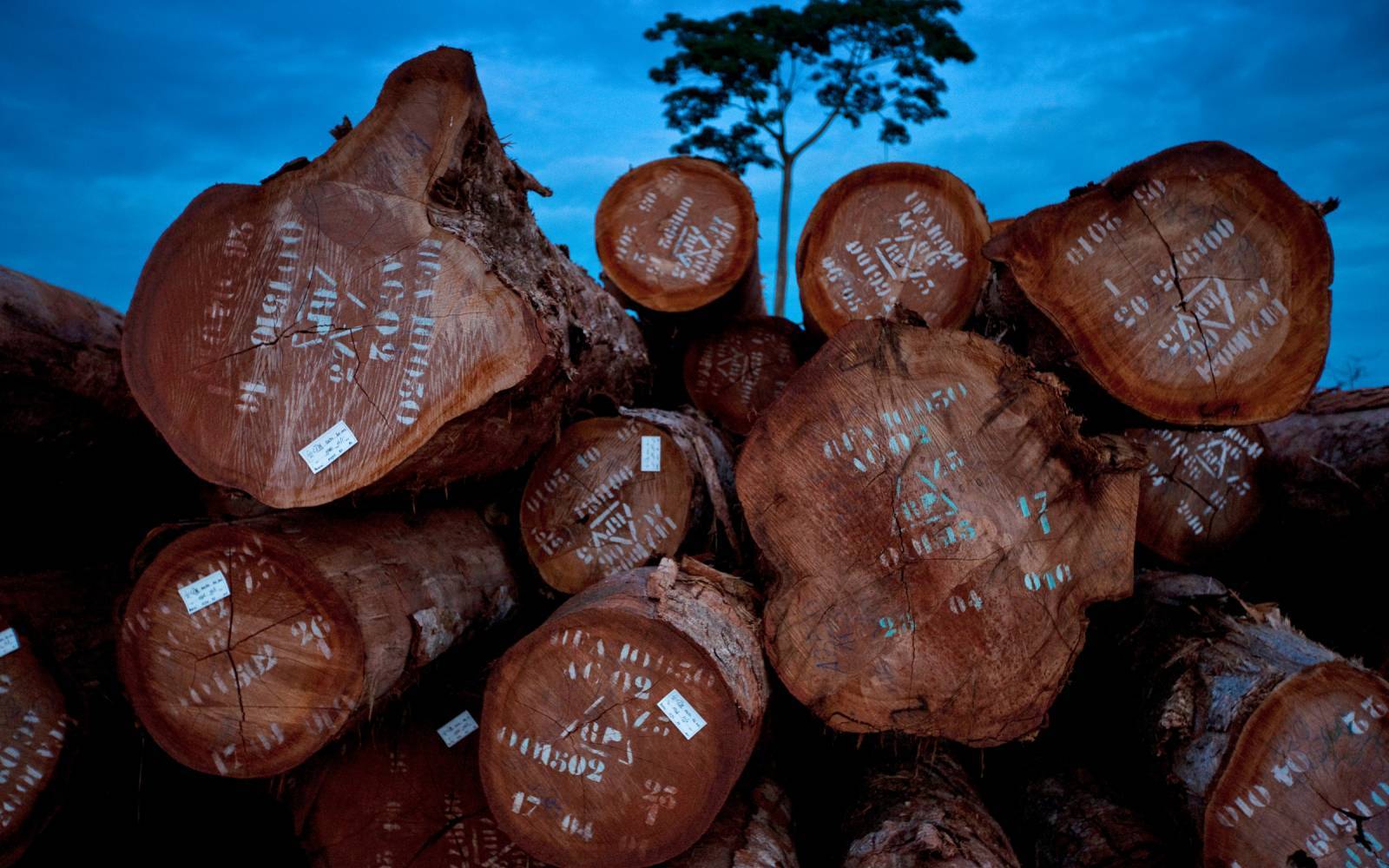 Industrie du bois au Cameroun