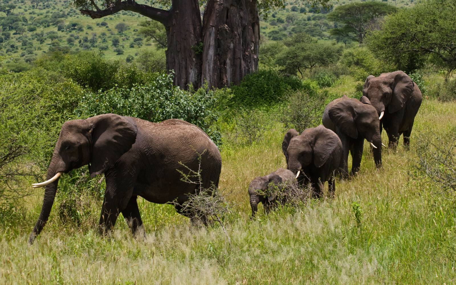 Eine Elefantenherde in Ost-Usambara, Tansania