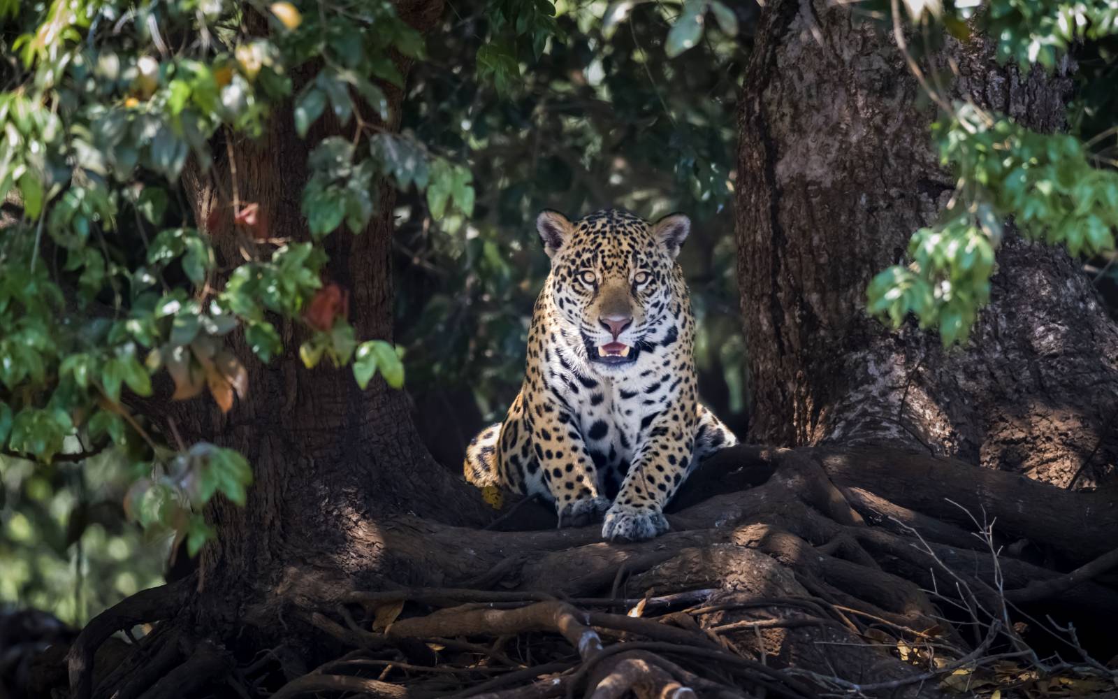 Jaguar liegt auf Baumwurzeln im Wald