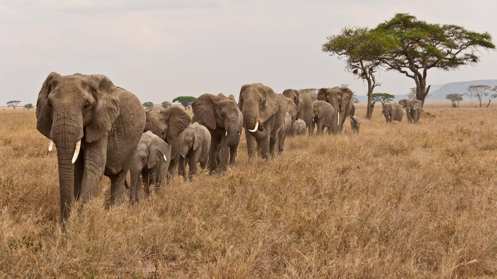 Herde von Afrikanischen Elefanten im Serengeti Nationalpark in Tansania