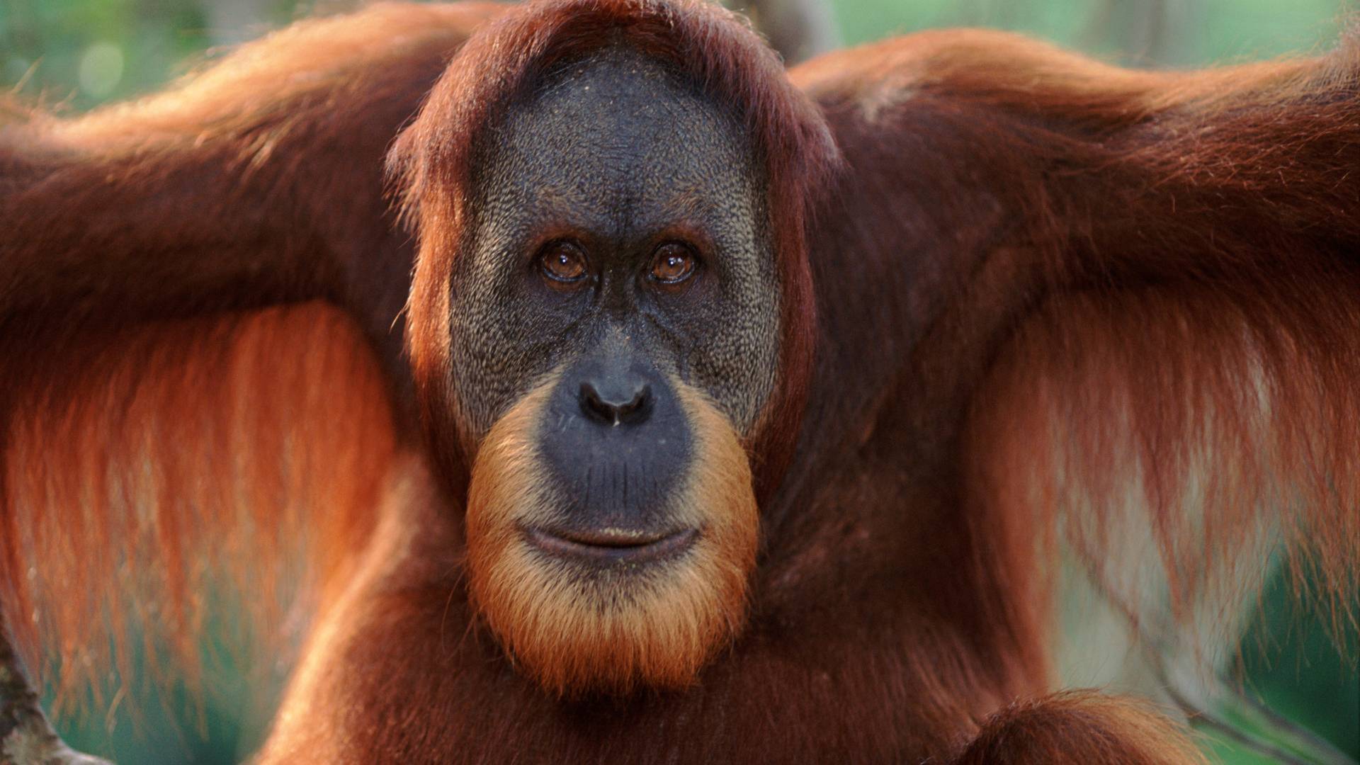 Ritratto di un orangutan di Sumatra, Sumatra, in Indonesia