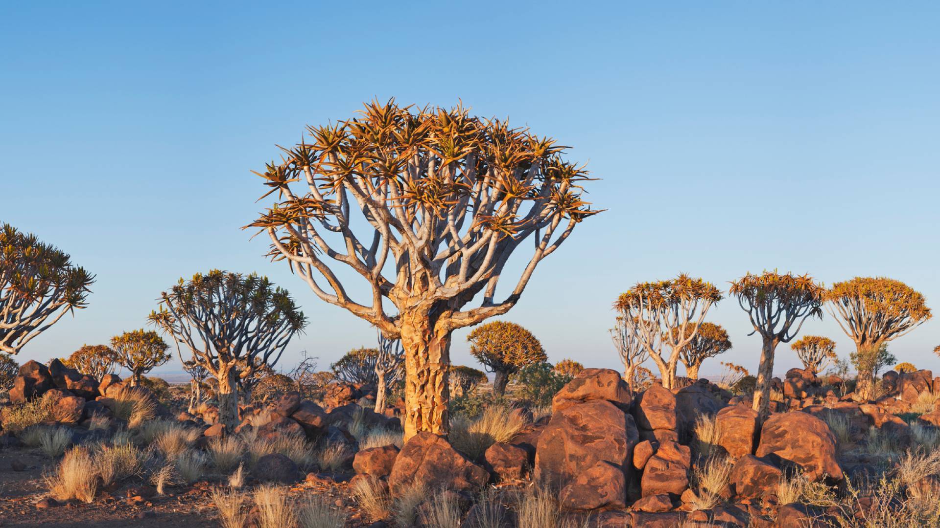 Carquois arbres dans la partie sud de la Namibie