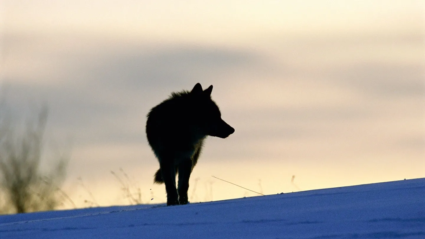 Wolf in Russland