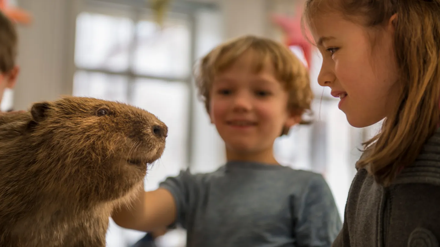 Ein Schulbesuch mit Biber