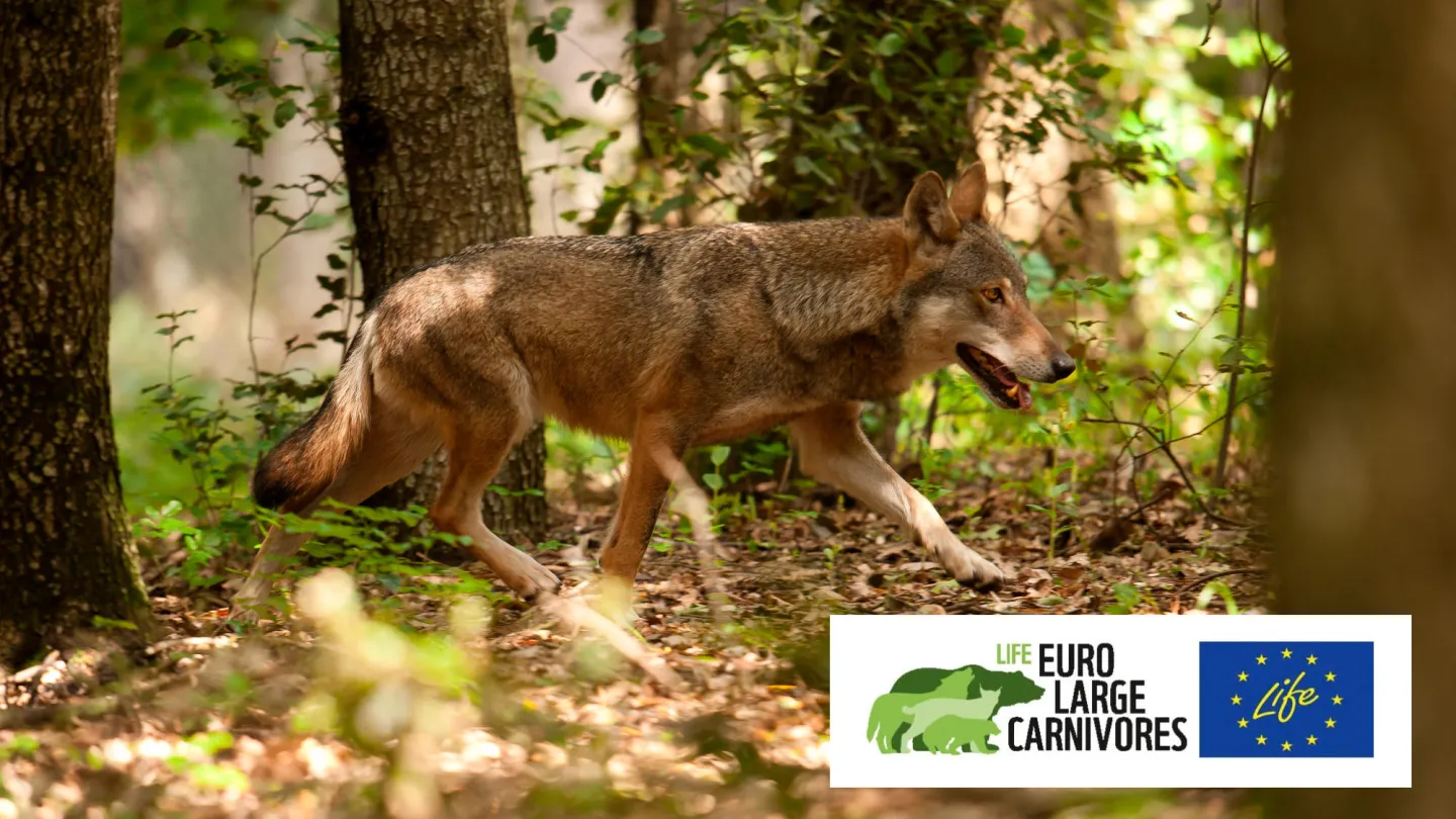 Wolf im Wald
