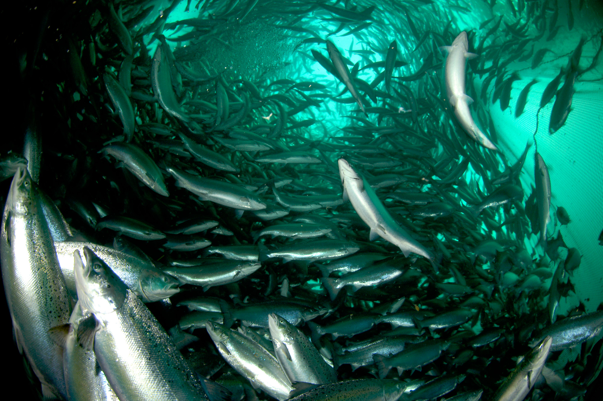 le saumon atlantique dans une ferme de poisson en Norvège
