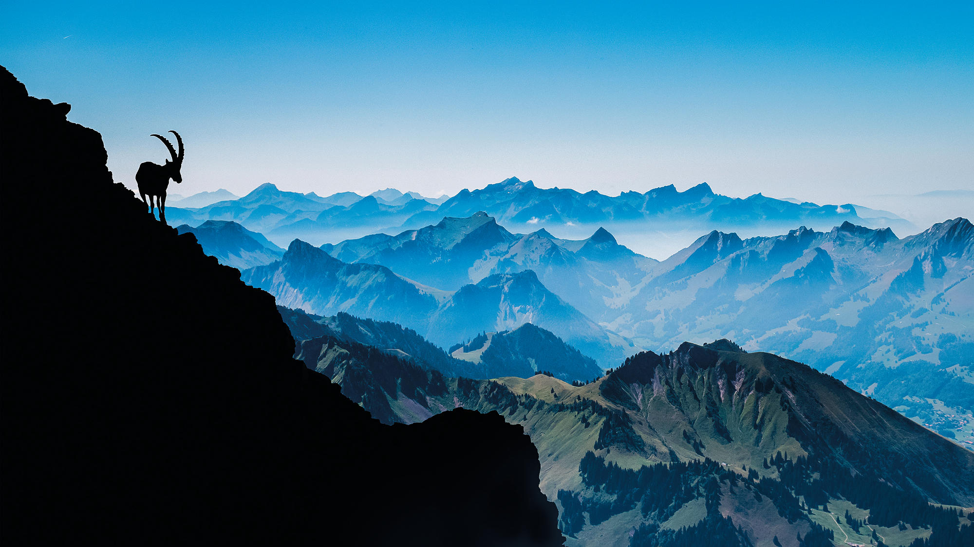 Steinbock auf dem Berg Vanill Noir in den Fribourger Alpen