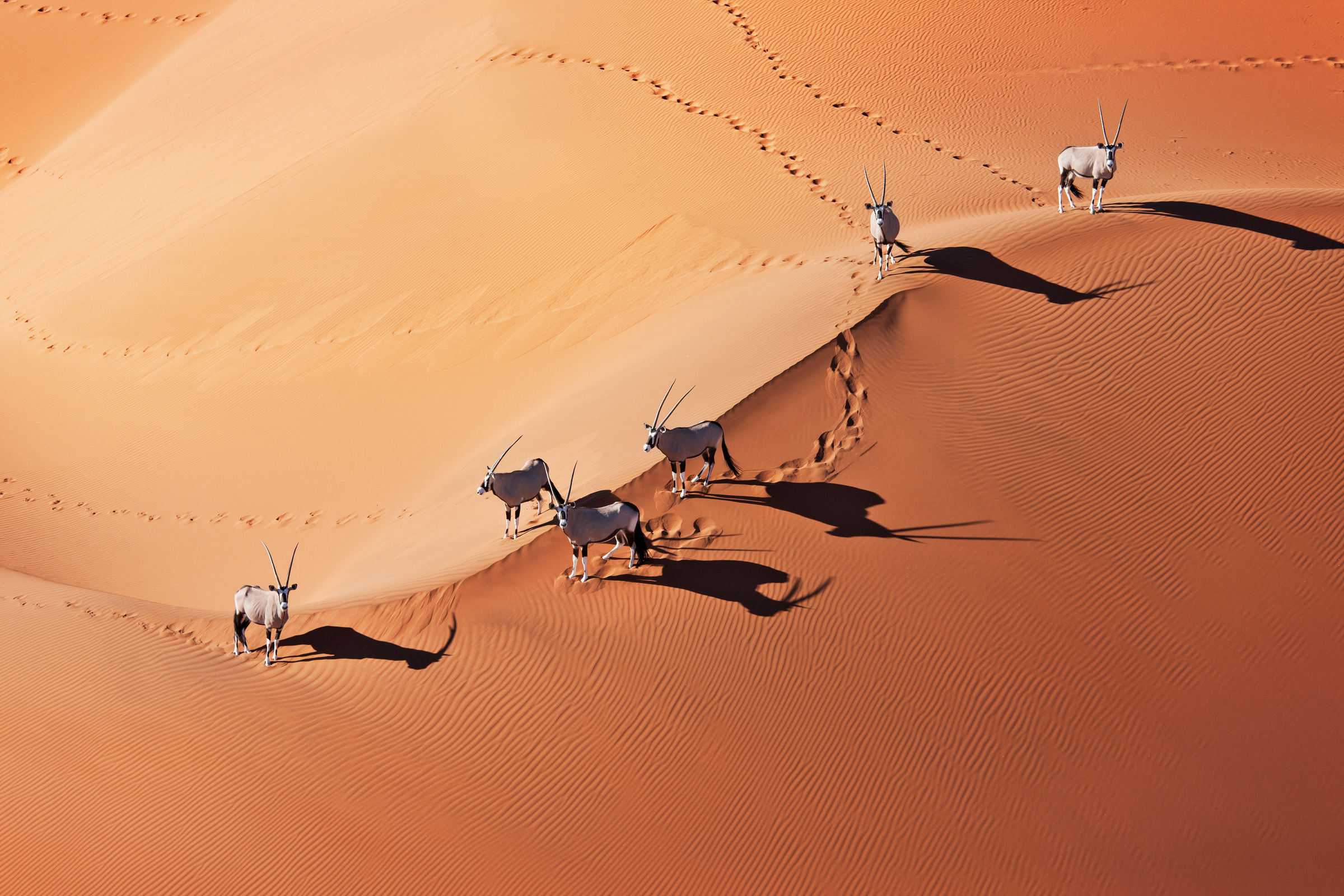 Oryxantilopen rennen über die Sanddünen im Naukluft Nationalpark, Namibia