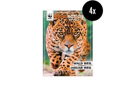 Pandaction Magazin