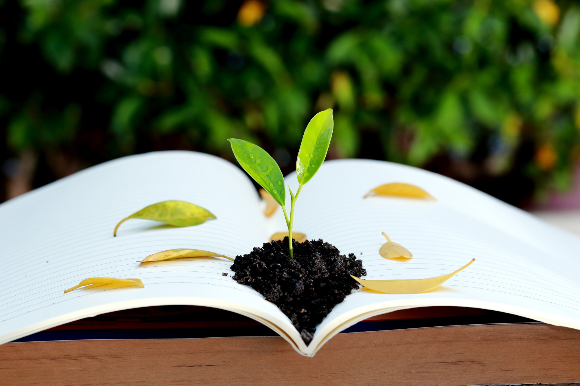 Offenes Buch mit Pflanze