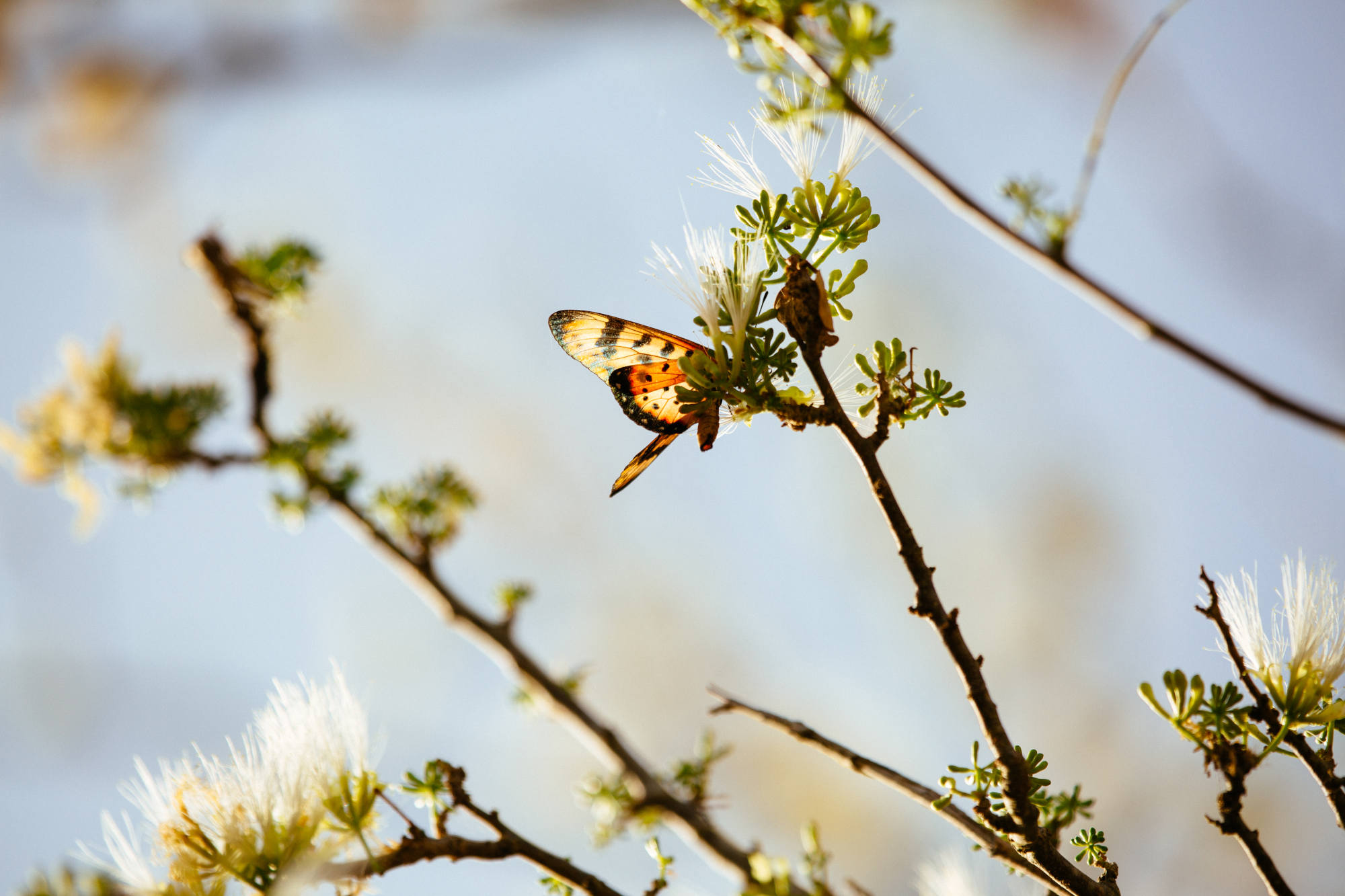 Schmetterling auf einem Ast.