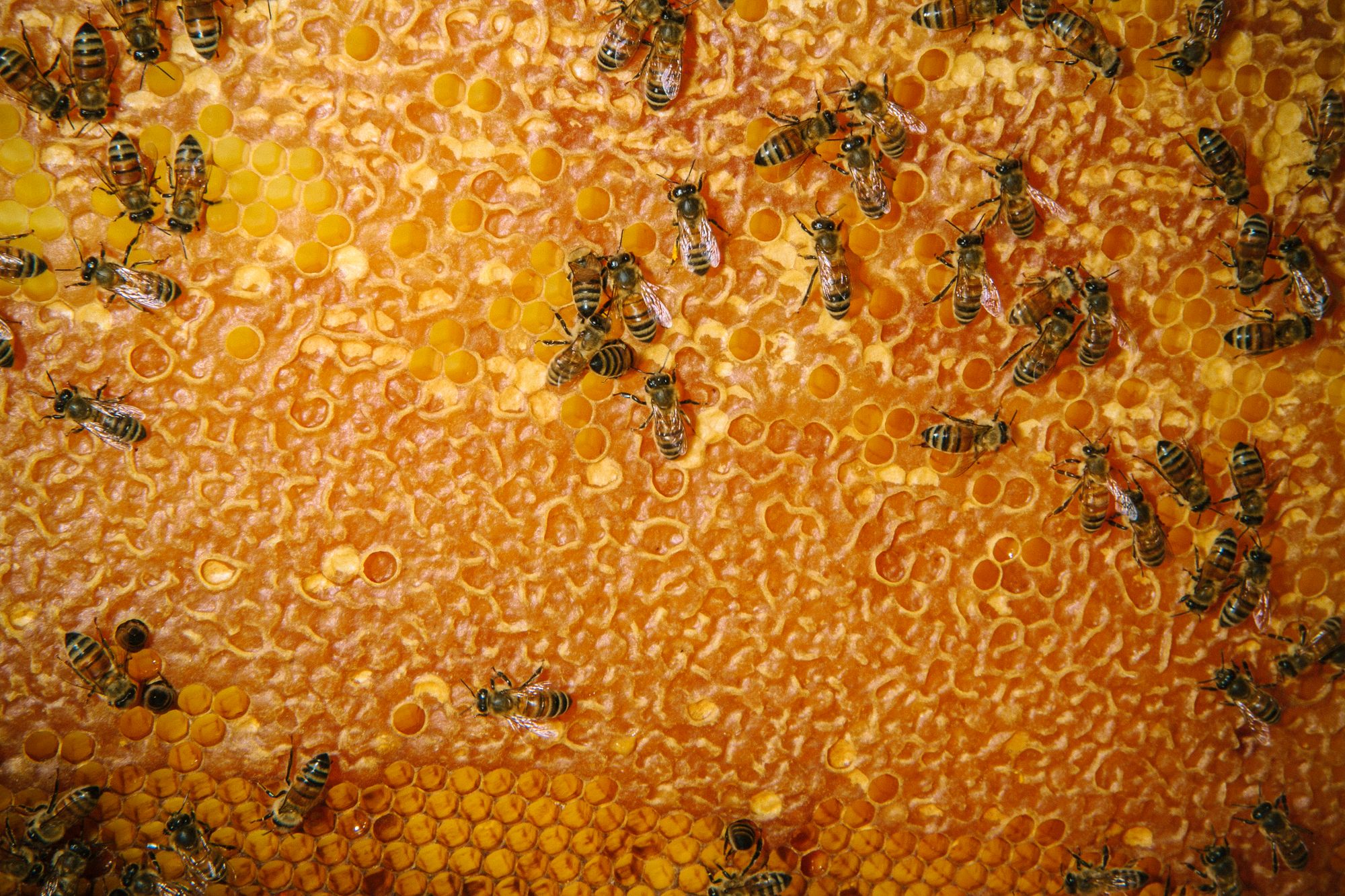 Honigbienen aus einem der Bienenstöcke auf dem Grundstück von Spin und Mindy Williams in Iowa, Vereinigte Staaten.