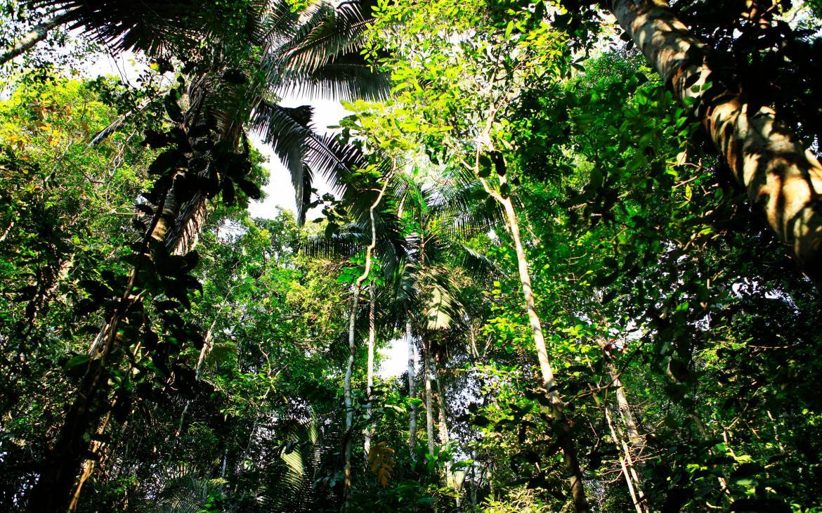 Amazzonia, scoperte sette mini rane: sono più letali del cianuro