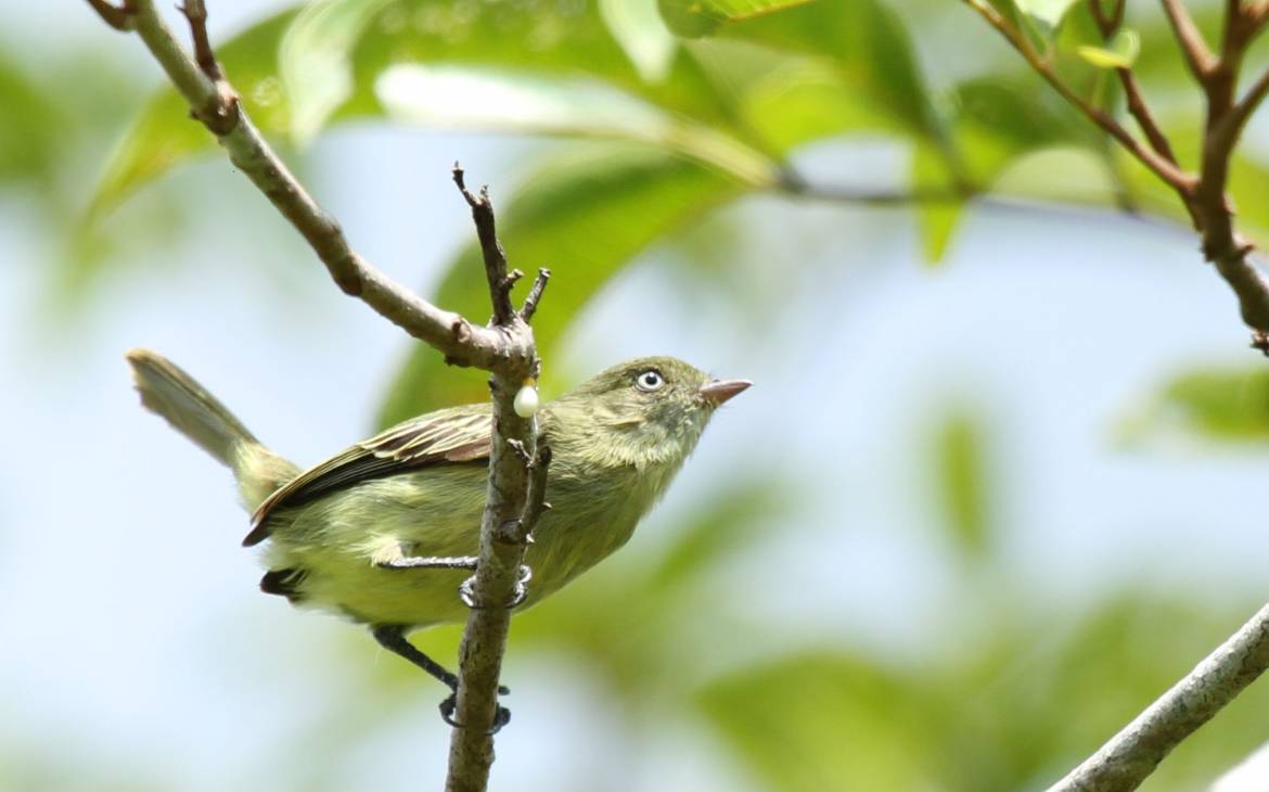 Amazzonia, scoperte sette mini rane: sono più letali del cianuro