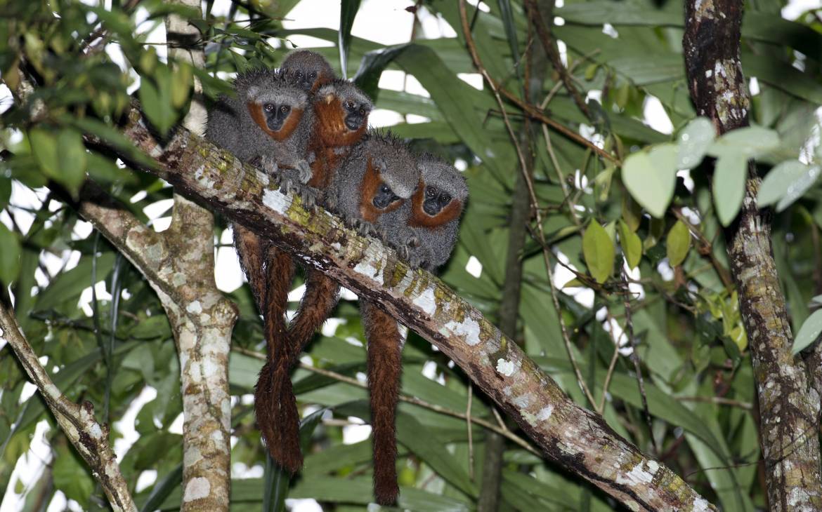 Amazzonia, scoperte sette mini rane: sono più letali del cianuro