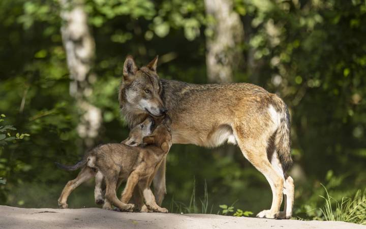 Plus de Loups, moins d'attaques : des signes encourageants pour la  coexistence - Nature d'ici et d'ailleurs