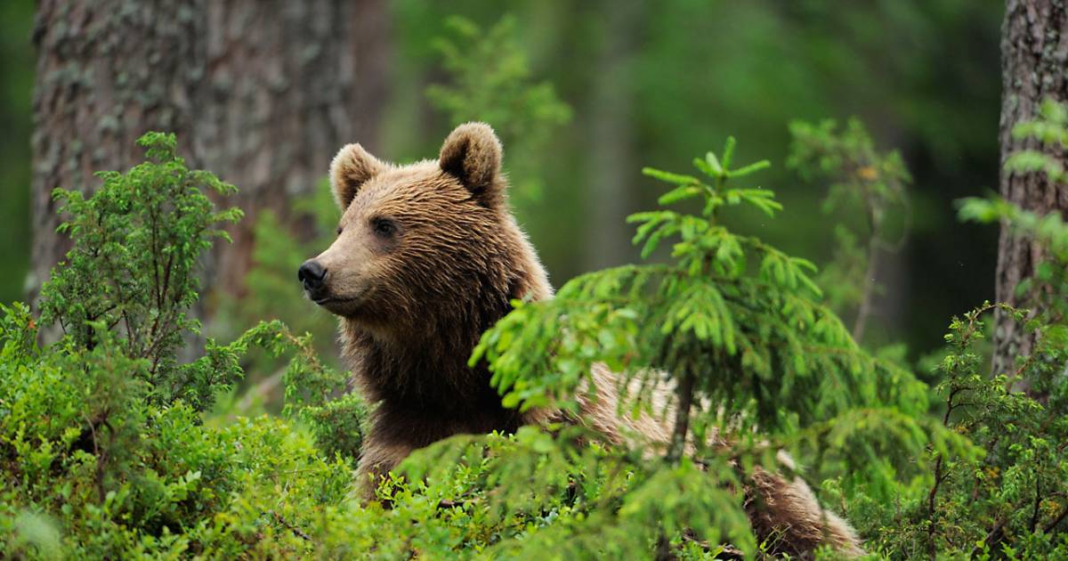 Aiuta l' orso bruno