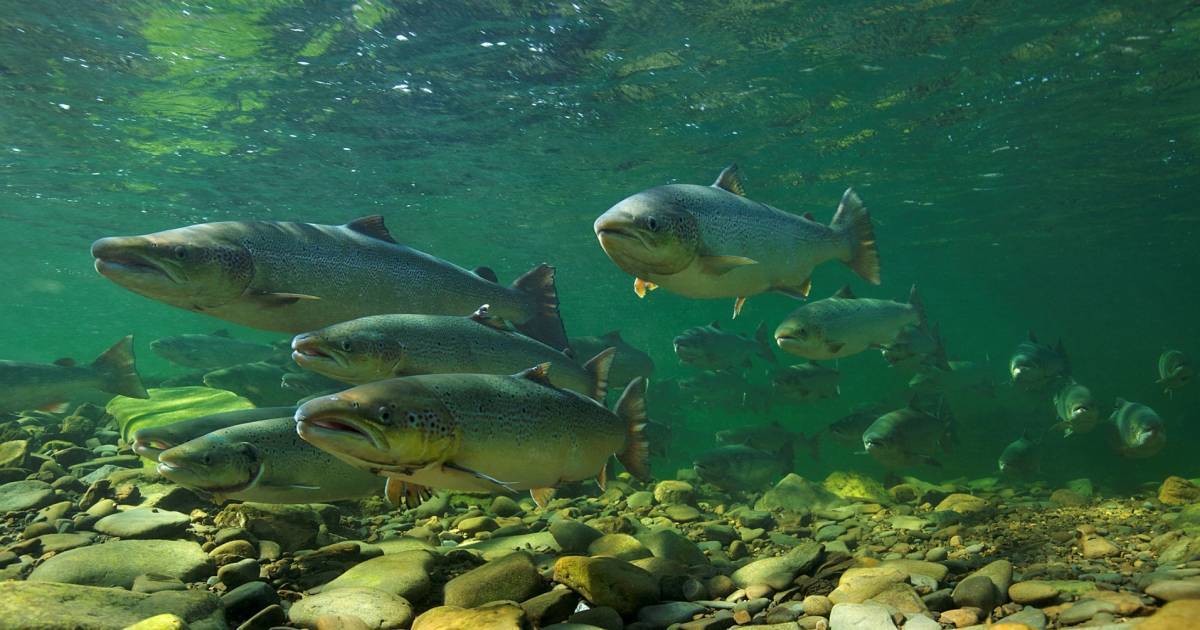 Lachs Comeback – die Rückkehr des Atlantischen Lachses in die Schweiz