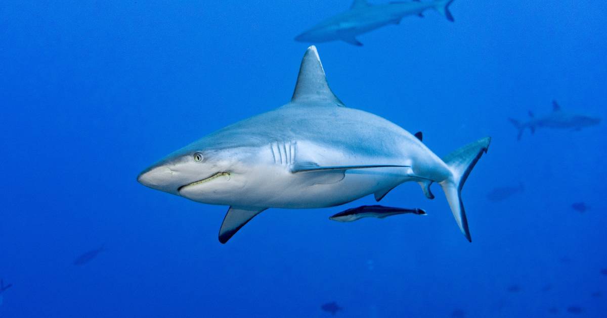 Les requins Des chasseurs des mers exemplaires WWF Suisse