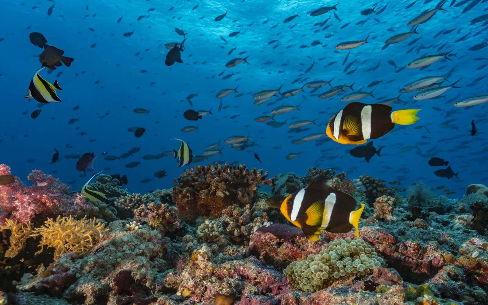 Seabed and coral reefs in the Indian Ocean