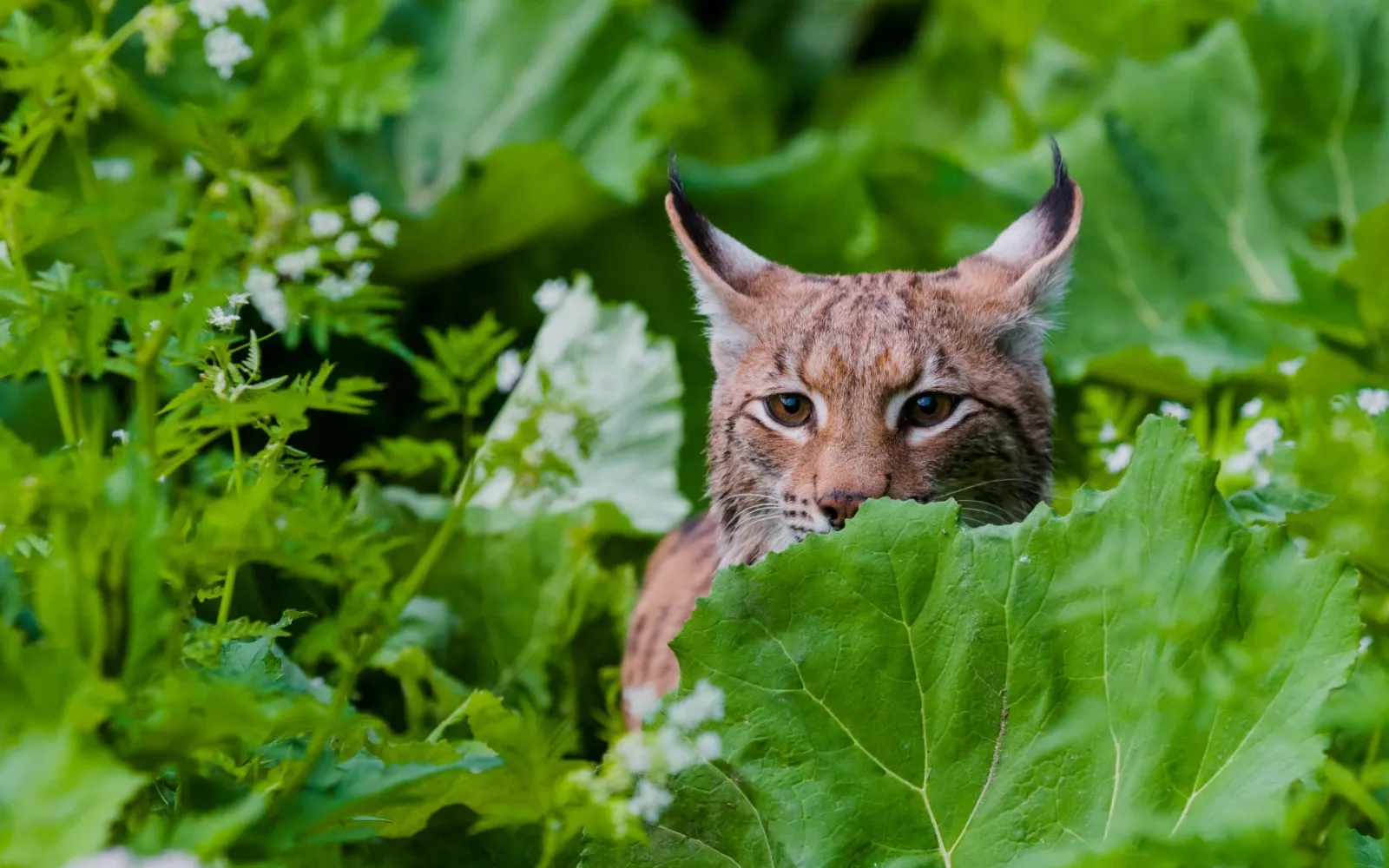 Luchs
