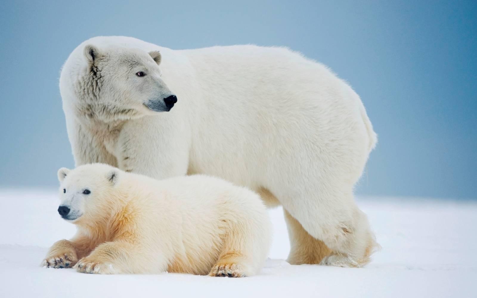 L'ours polaire ou ours blanc : comment et où vit-il ? Pourquoi est-il en  danger ?