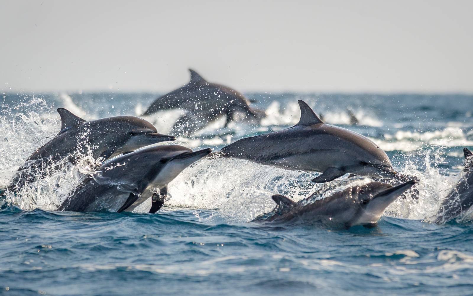delfini in Sri Lanka
