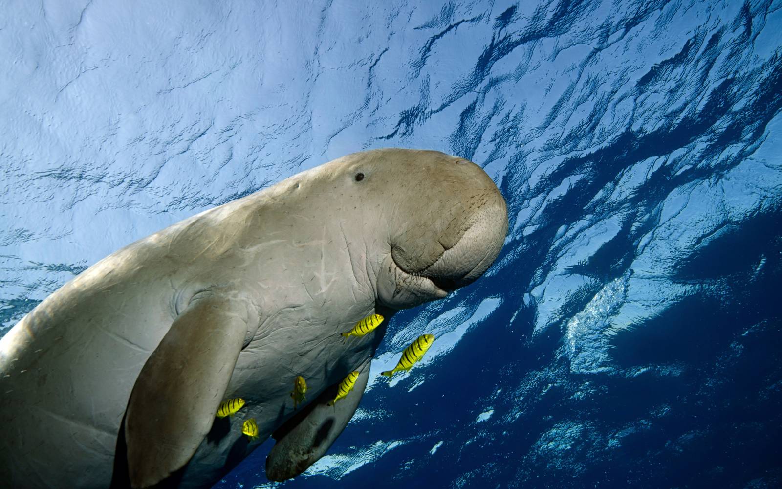 nager avec les poissons dugong
