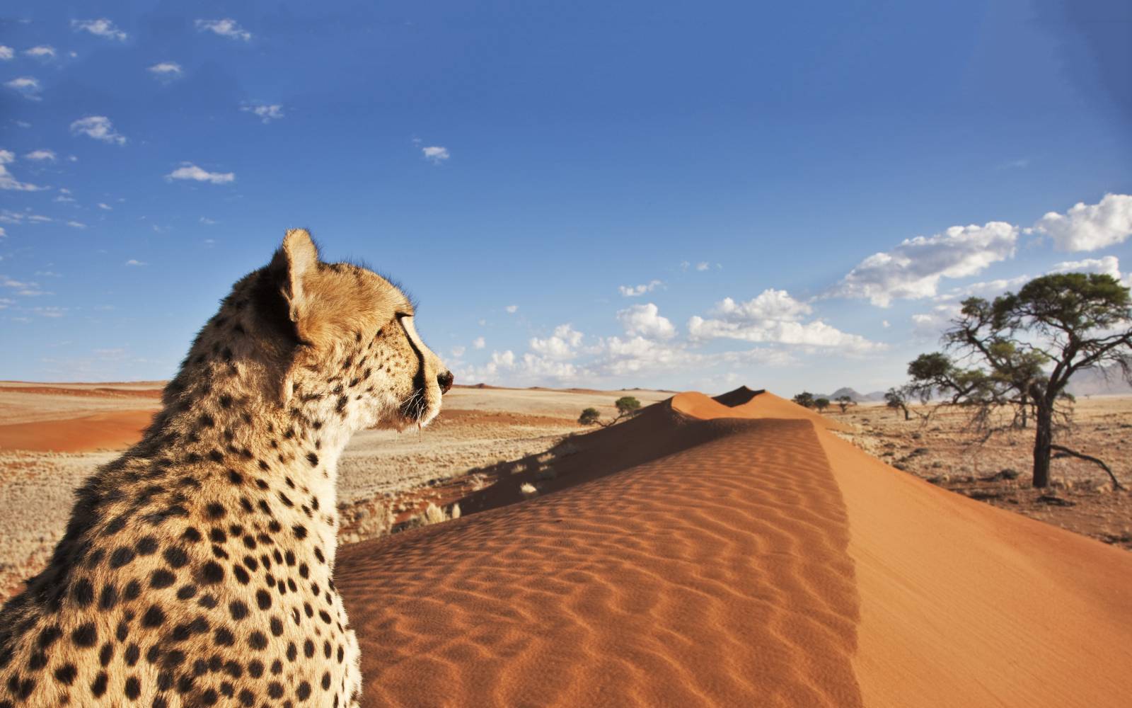 Bekämpfung der Wilderei in Namibia | WWF Schweiz