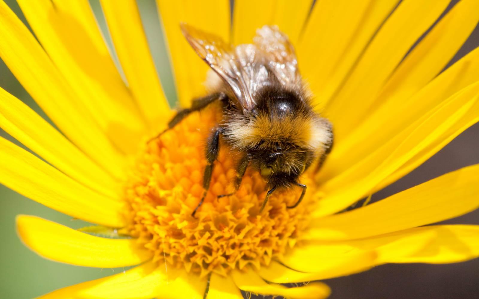 Bumblebee su pianta da giardino