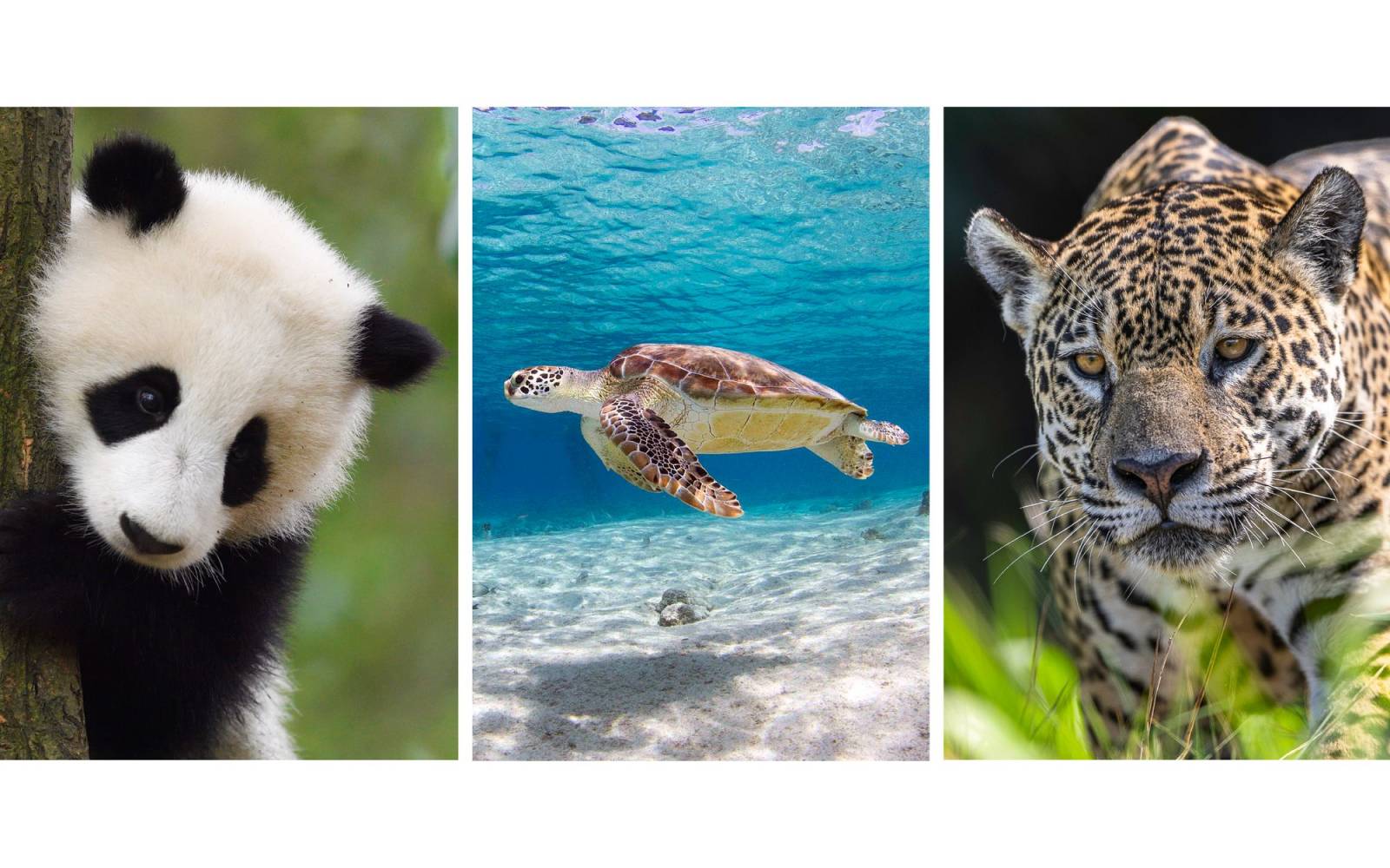 Grosser Panda, Meeresschildkröte und Jaguar als Collage