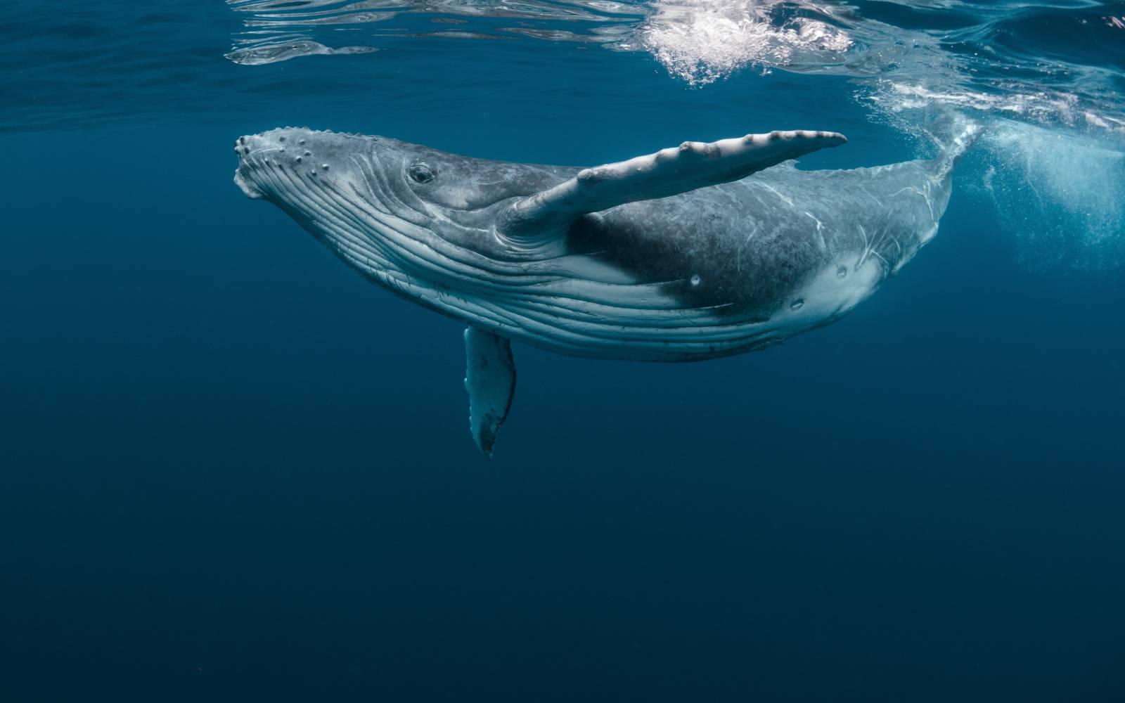 A Baby Humpback Whale Plays Near the Surface in Blue Water