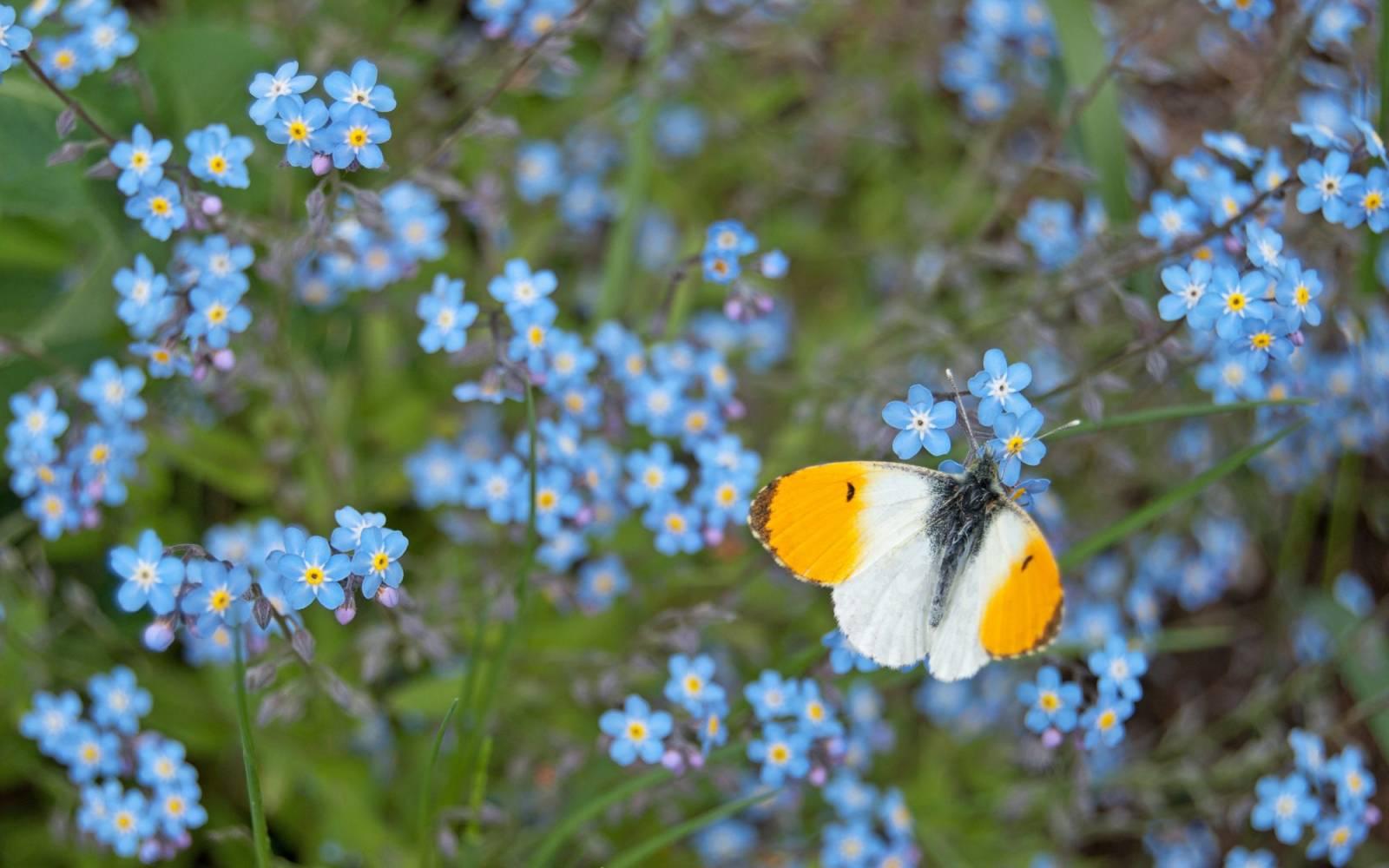 Male orange tip butterfly Anthocharis cardamines