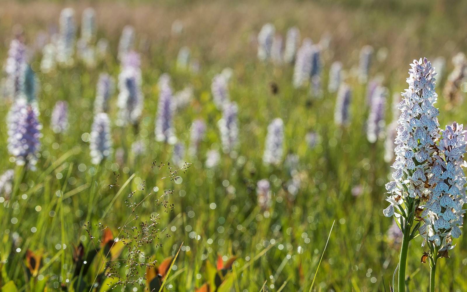 Farbige Blumen auf einer Wiese