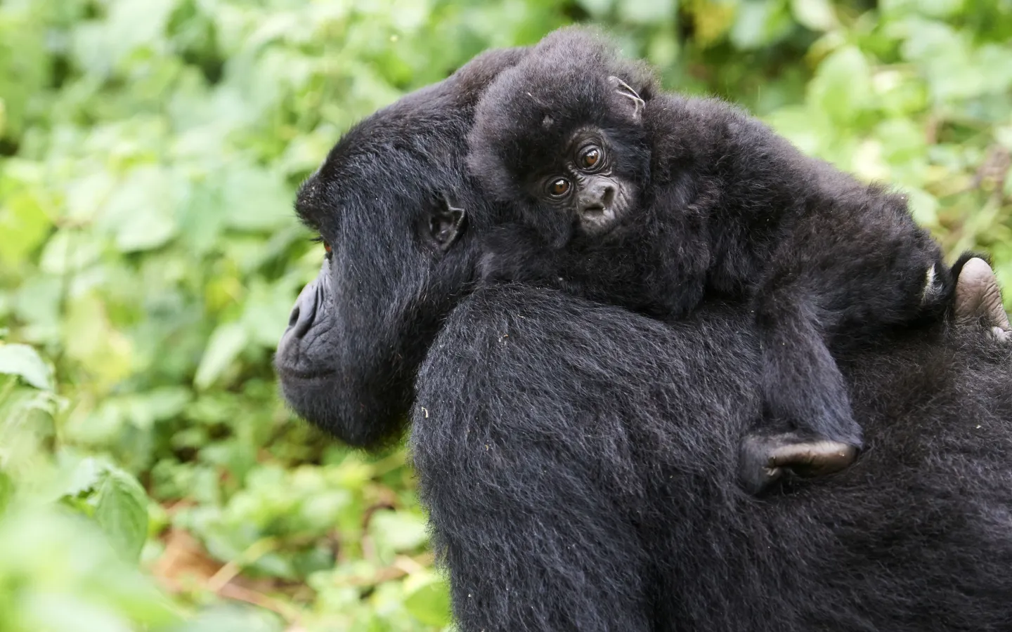 Baby Gorilla wird getragen