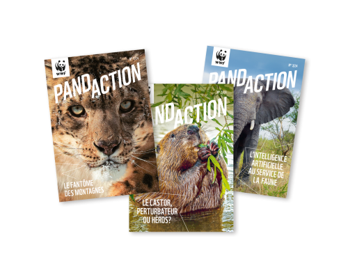 Trois éditions du magazine Pandaction