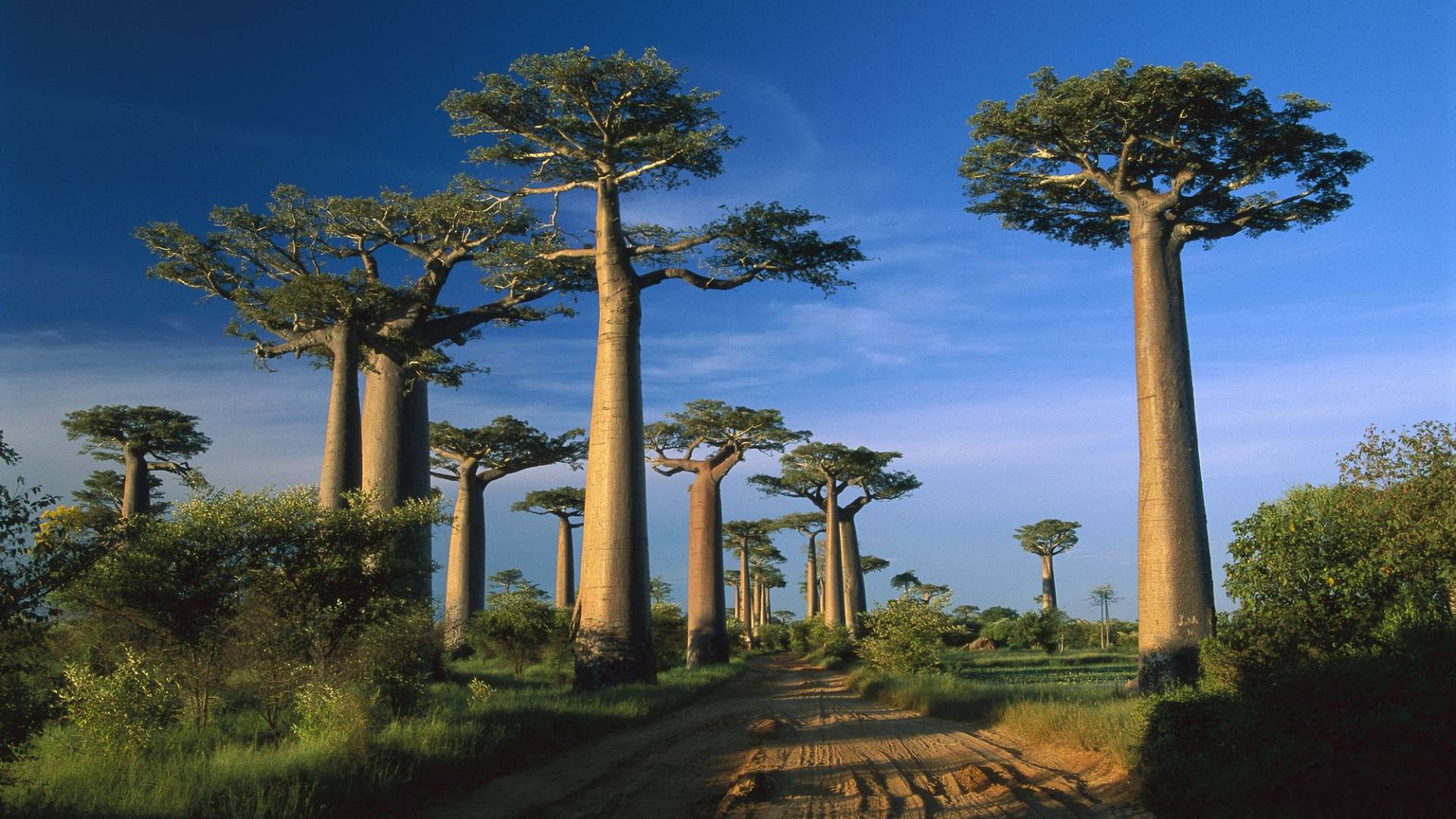 Madagascar - Un paradiso della biodiversità