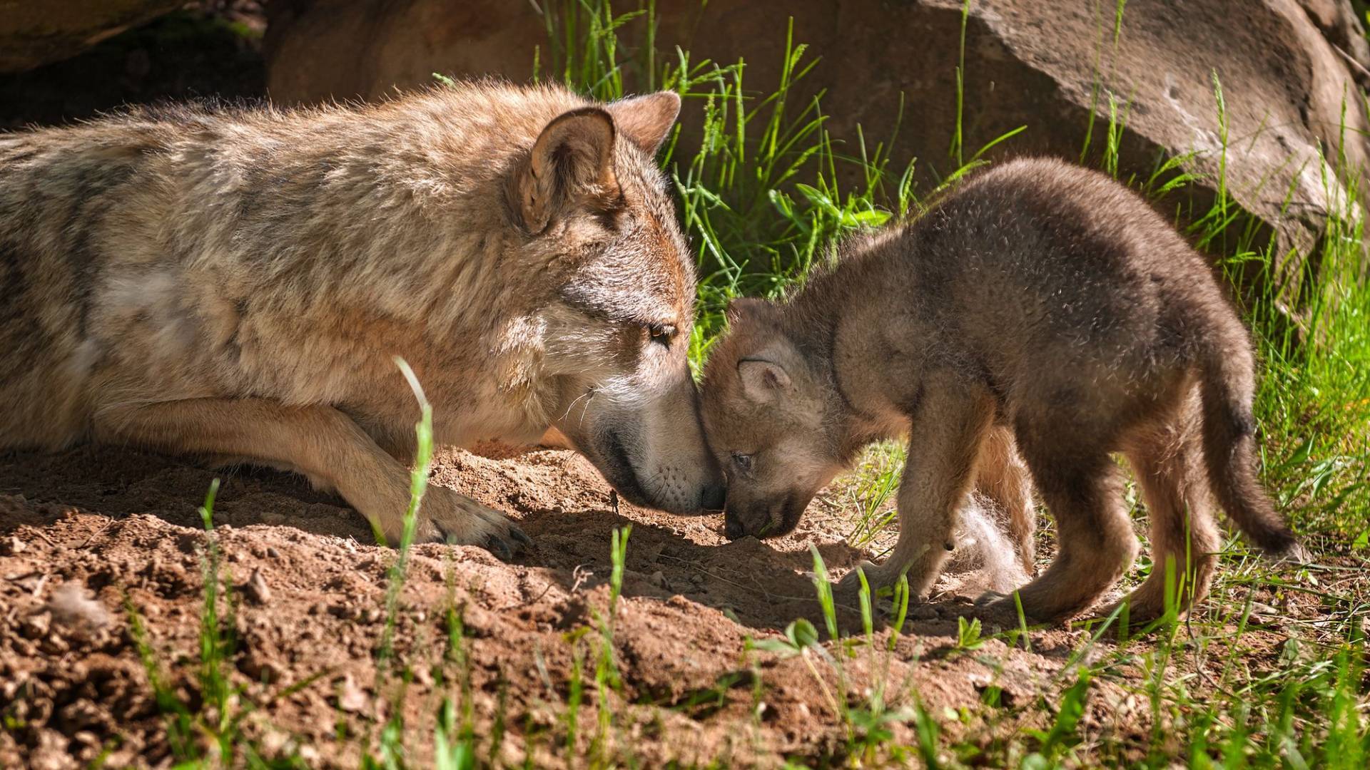 Wolf – Sozialer Räuber | WWF Schweiz