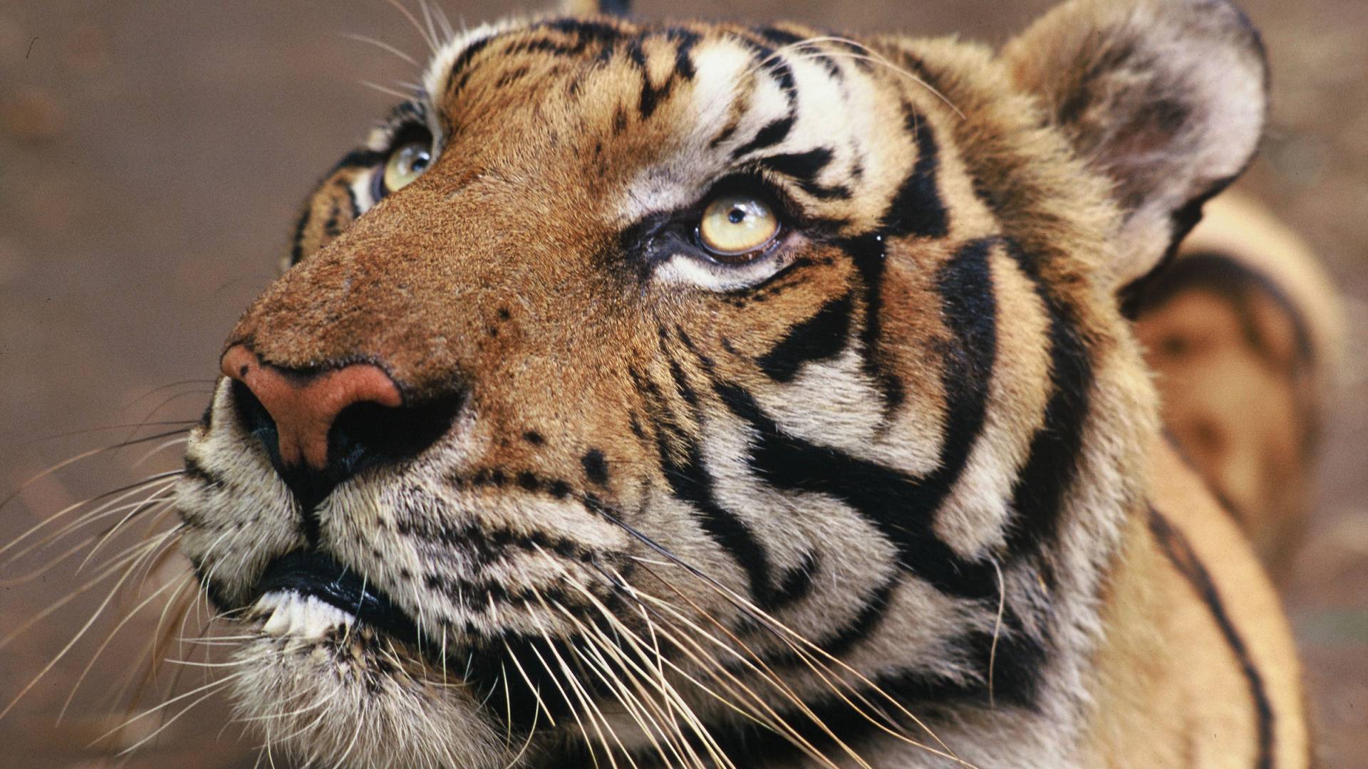 Le tigre majestueux et vuln rable WWF Suisse