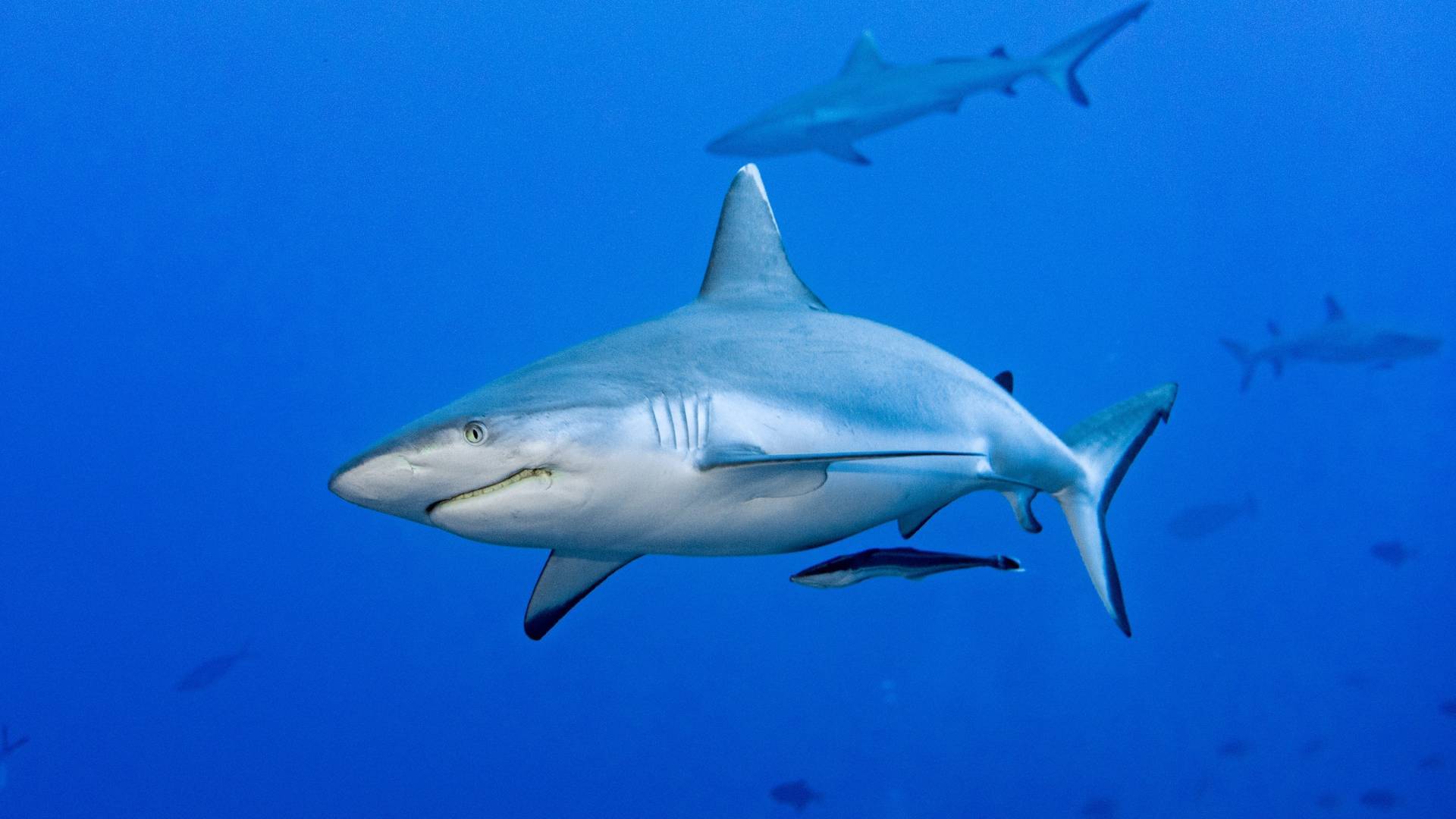 Requin-tigre, une des plus grandes espèces de requin au monde
