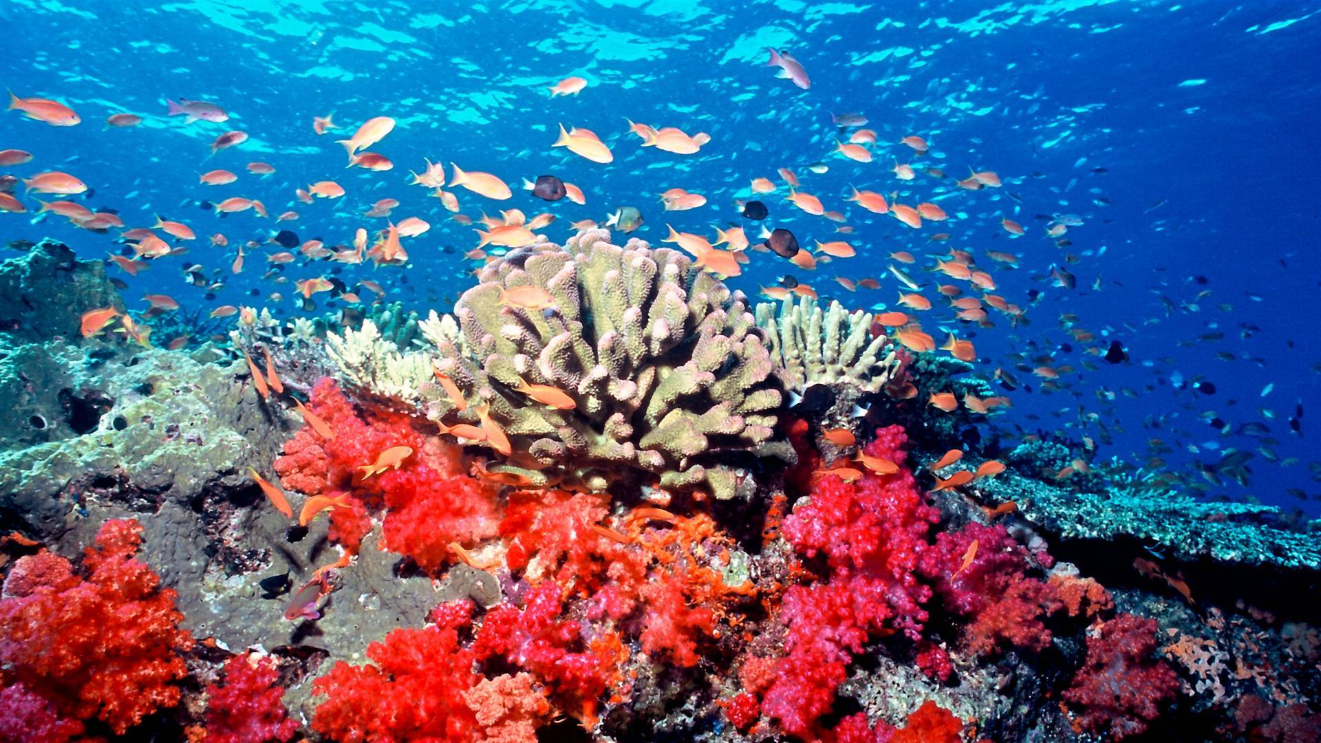 Barriere coralline nel mondo: foto dai paradisi marini
