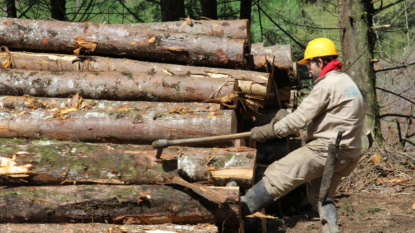 Engagement für eine nachhaltige Waldwirtschaft  WWF Schweiz