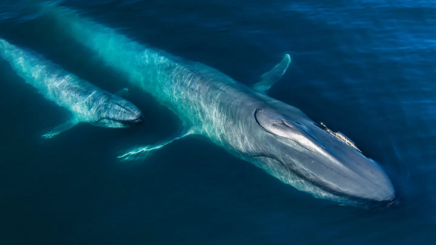 © photographer / Netflix / Silverback Films.