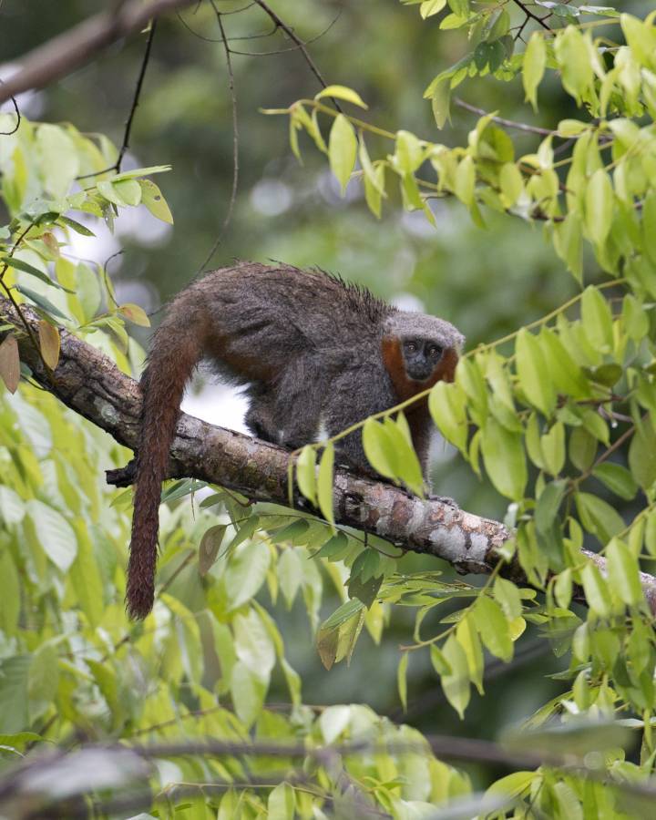 Amazzonia, scoperte sette mini rane: sono più letali del cianuro